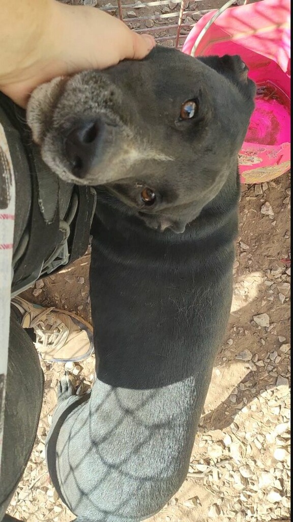 Enlarge Leroy Brown, a Adoptable mixed breed in Henrietta, TX image 3/4