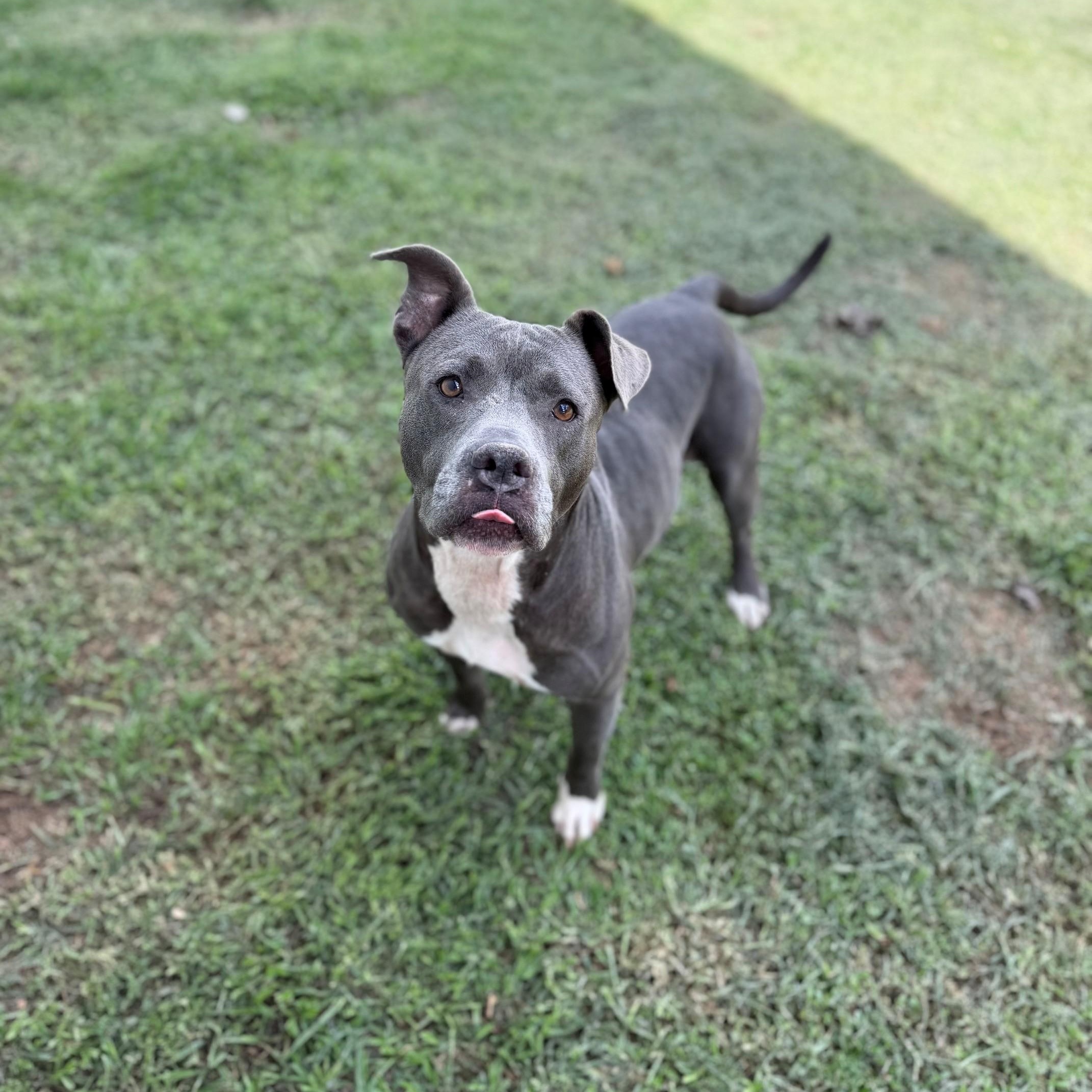 Martha, ADOPTABLE, Adult Female Mixed Breed.