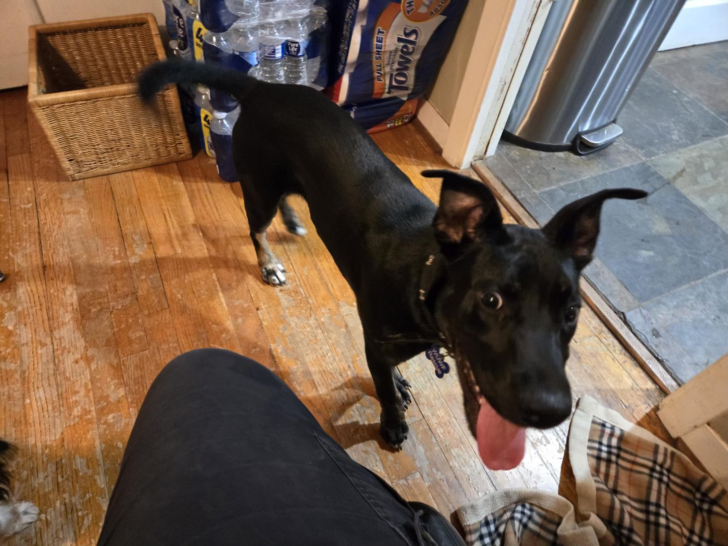 Dog for adoption Klondike, a Mixed Breed in Portland, OR Petfinder