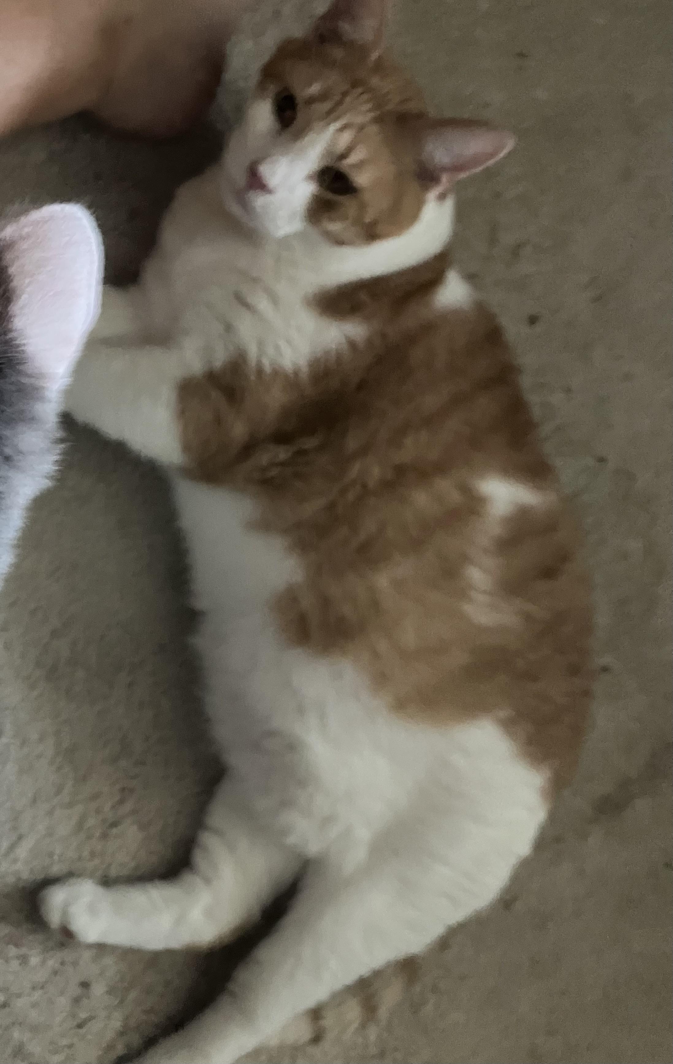 Enlarge Tommy, a Adopted Domestic Short Hair in Columbus , OH image 1/2