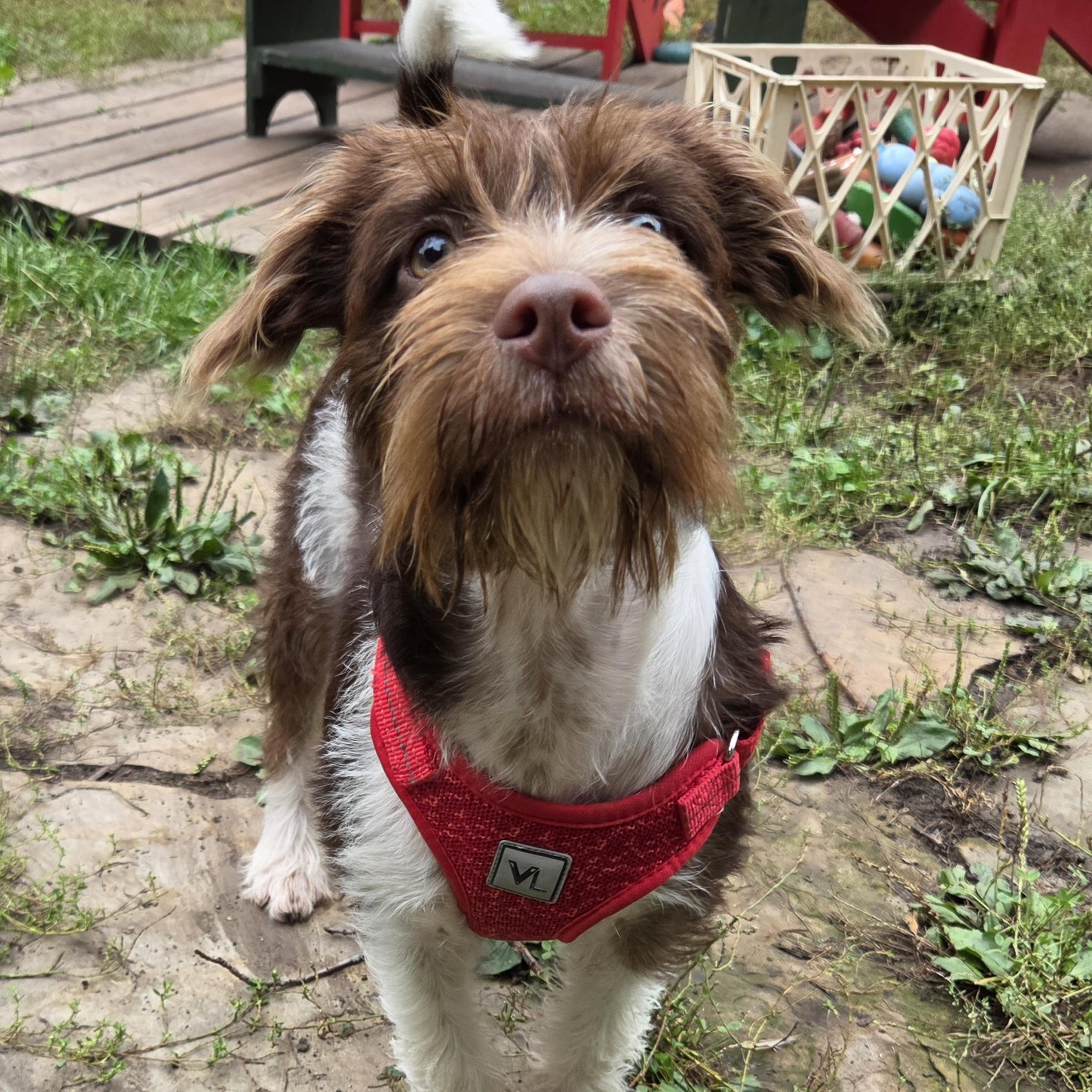 Ernest, Adopted, Puppy Male Mixed Breed.