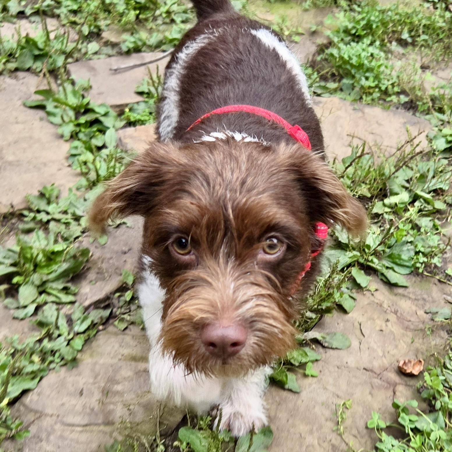 Enlarge Ernest, a Adopted Mixed Breed in Prior Lake, MN image 5/5