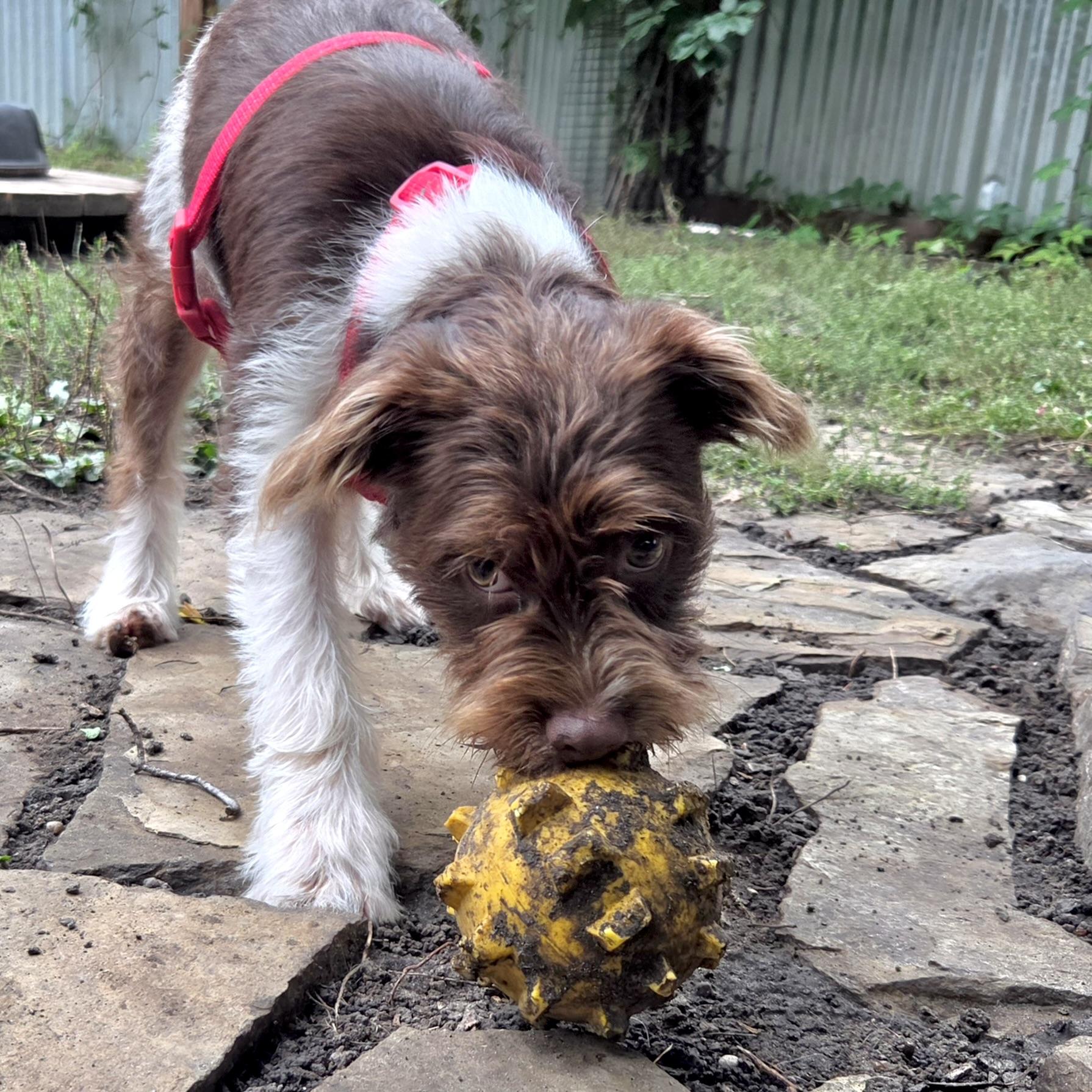 Enlarge Ernest, a Adopted Mixed Breed in Prior Lake, MN image 2/5