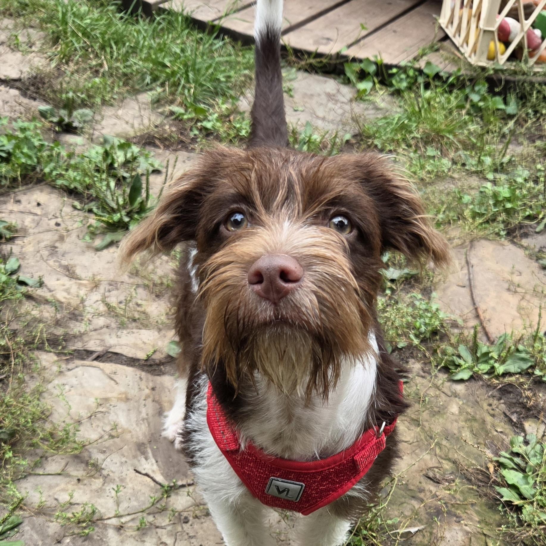Enlarge Ernest, a Adopted Mixed Breed in Prior Lake, MN image 3/5