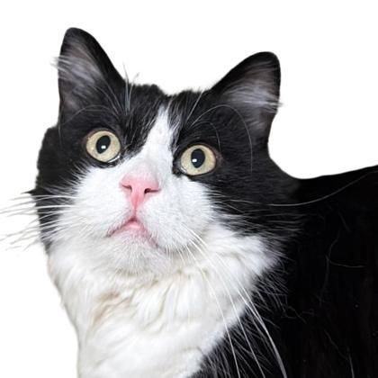 Milkshakes, Adoptable, Adult Male Domestic Long Hair & Domestic Short Hair.