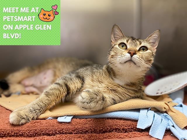 STELLA ROSE, Adoptable, Young Female Domestic Short Hair.