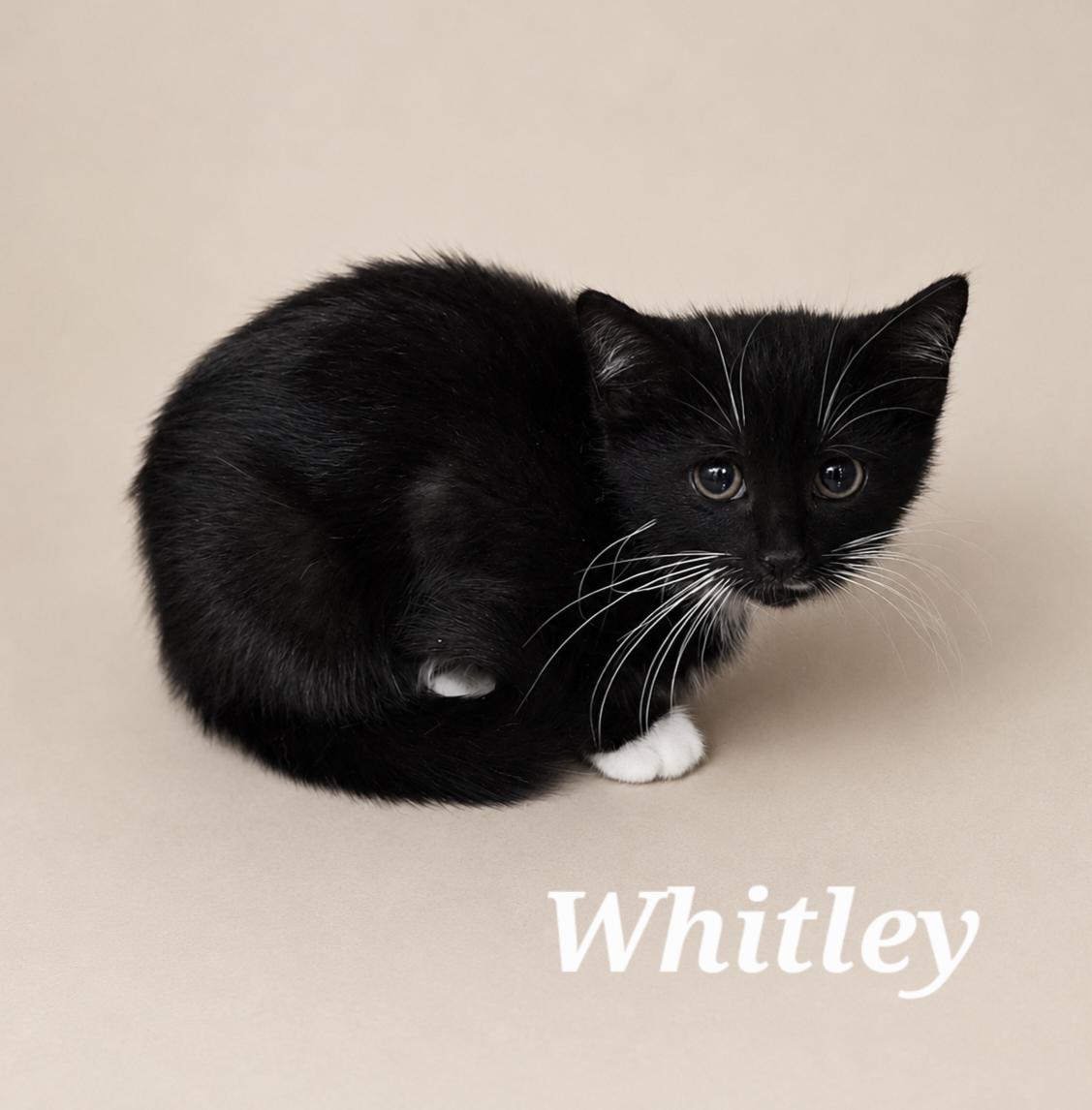 Whitley, ADOPTABLE, Kitten Female Tuxedo.
