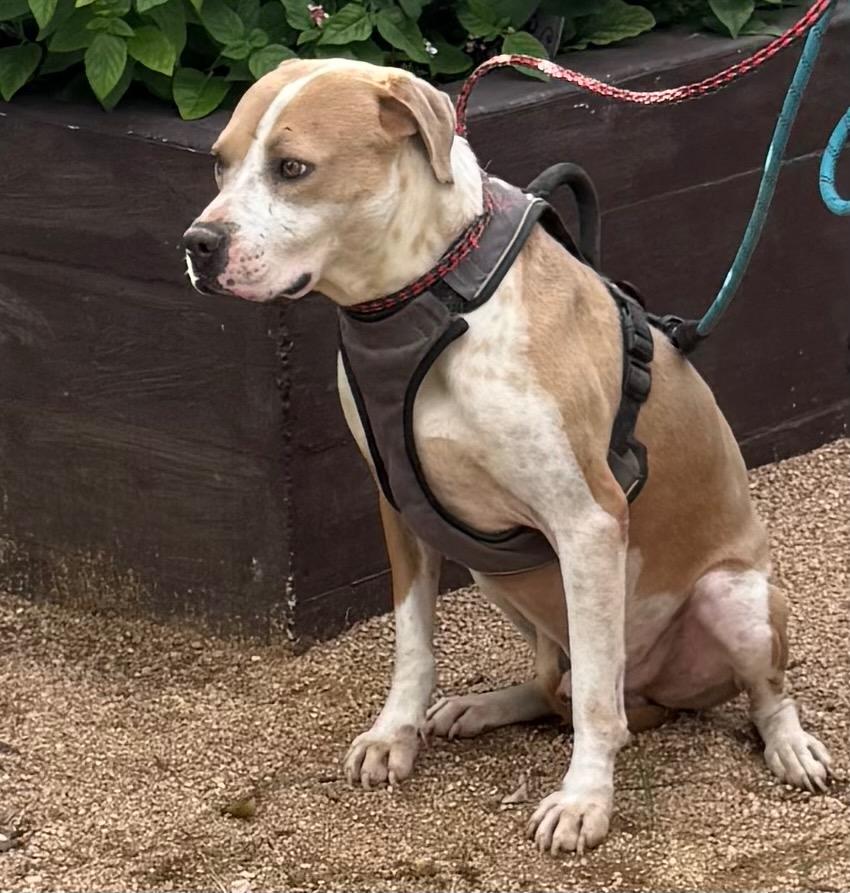 Enlarge Scout Sterling (Slick), a Adopted mixed breed in Dallas , TX image 5/6