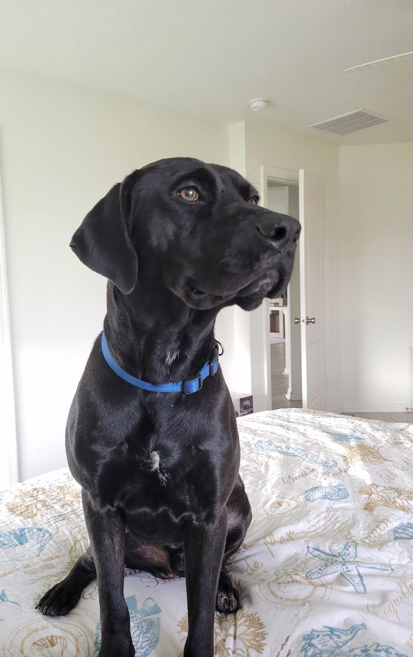 Nightwing (FKA Fred), an adoptable Labrador Retriever in Orlando, FL, 32861 | Photo Image 2