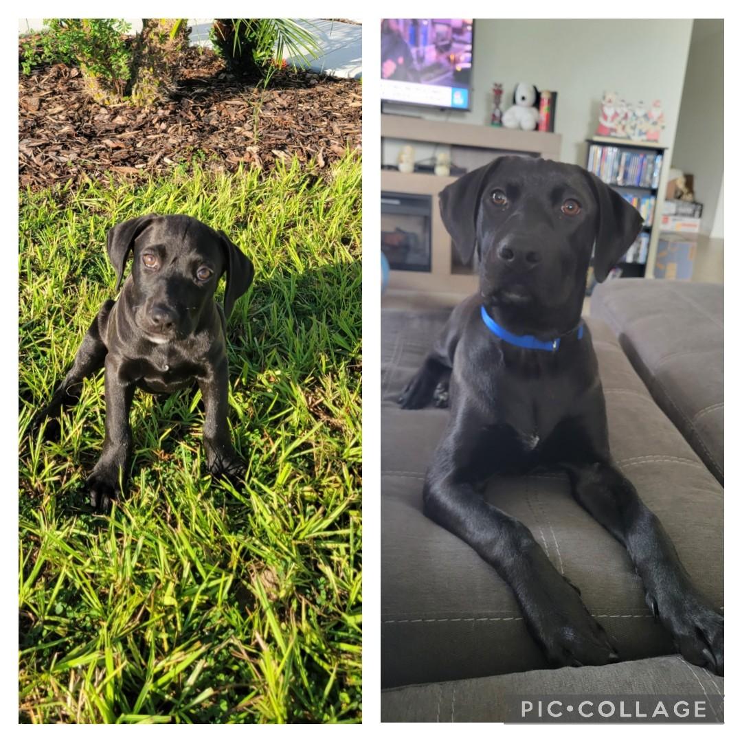 Enlarge Nightwing (FKA Fred), an adoptable mixed breed in Orlando, FL image 3/3