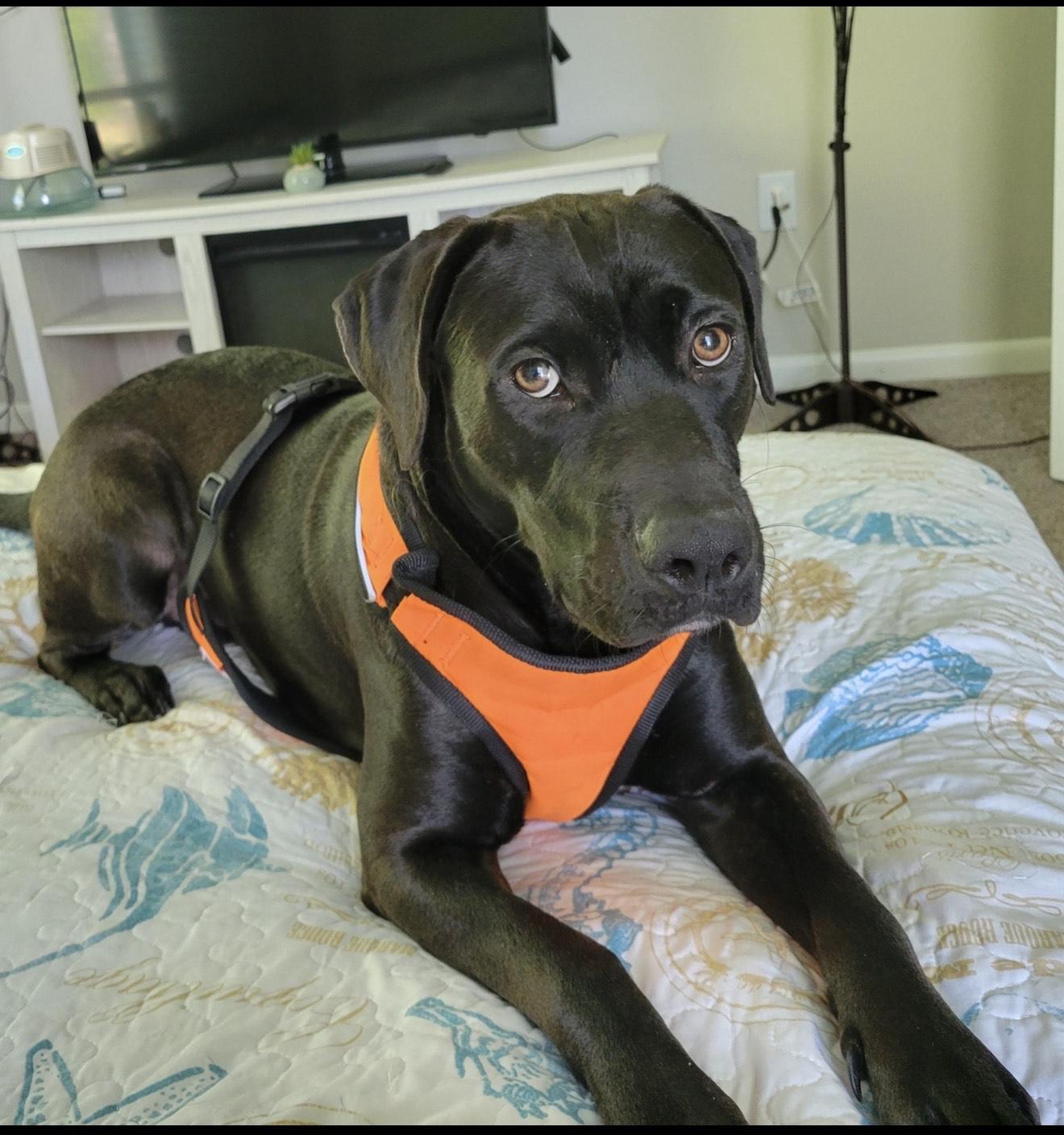 Enlarge Nightwing (FKA Fred), an adoptable mixed breed in Orlando, FL image 1/3