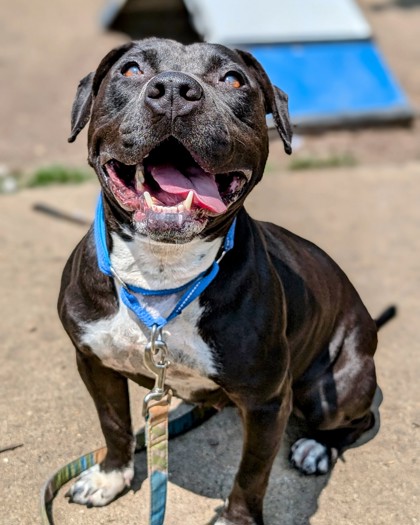 Ms. Moon, Adult Female Mixed Breed