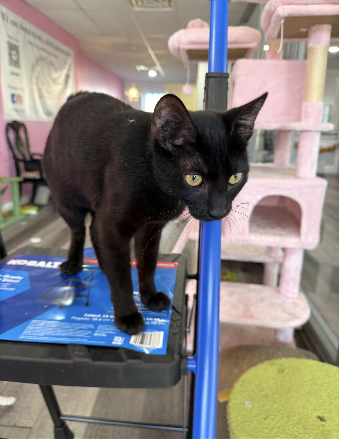 Enlarge Angela, a Adoptable Domestic Short Hair in Spring City, PA image 1/1