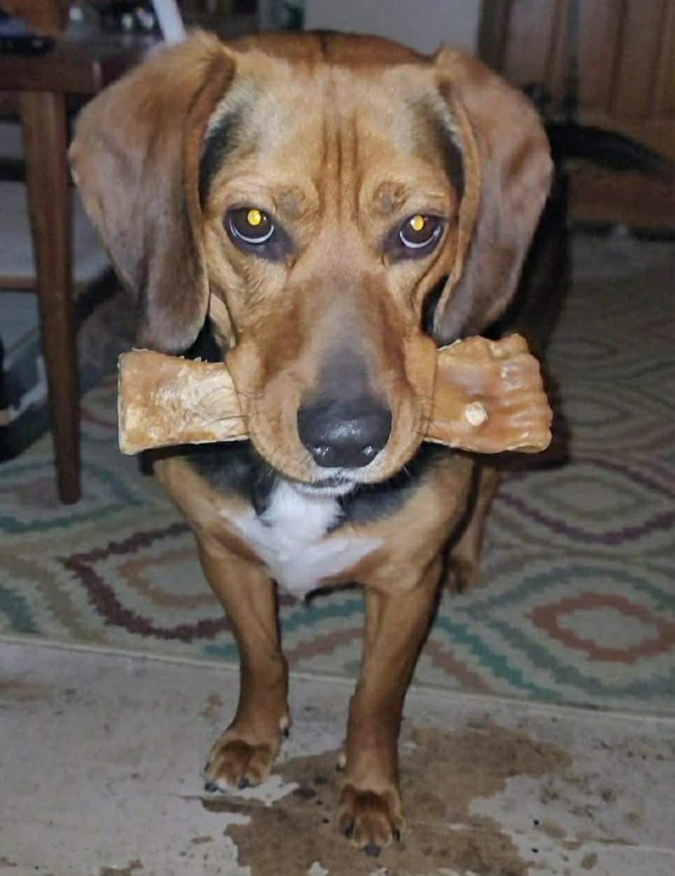 Enlarge Scrappy, a ADOPTABLE mixed breed in North Olmsted, OH image 4/5