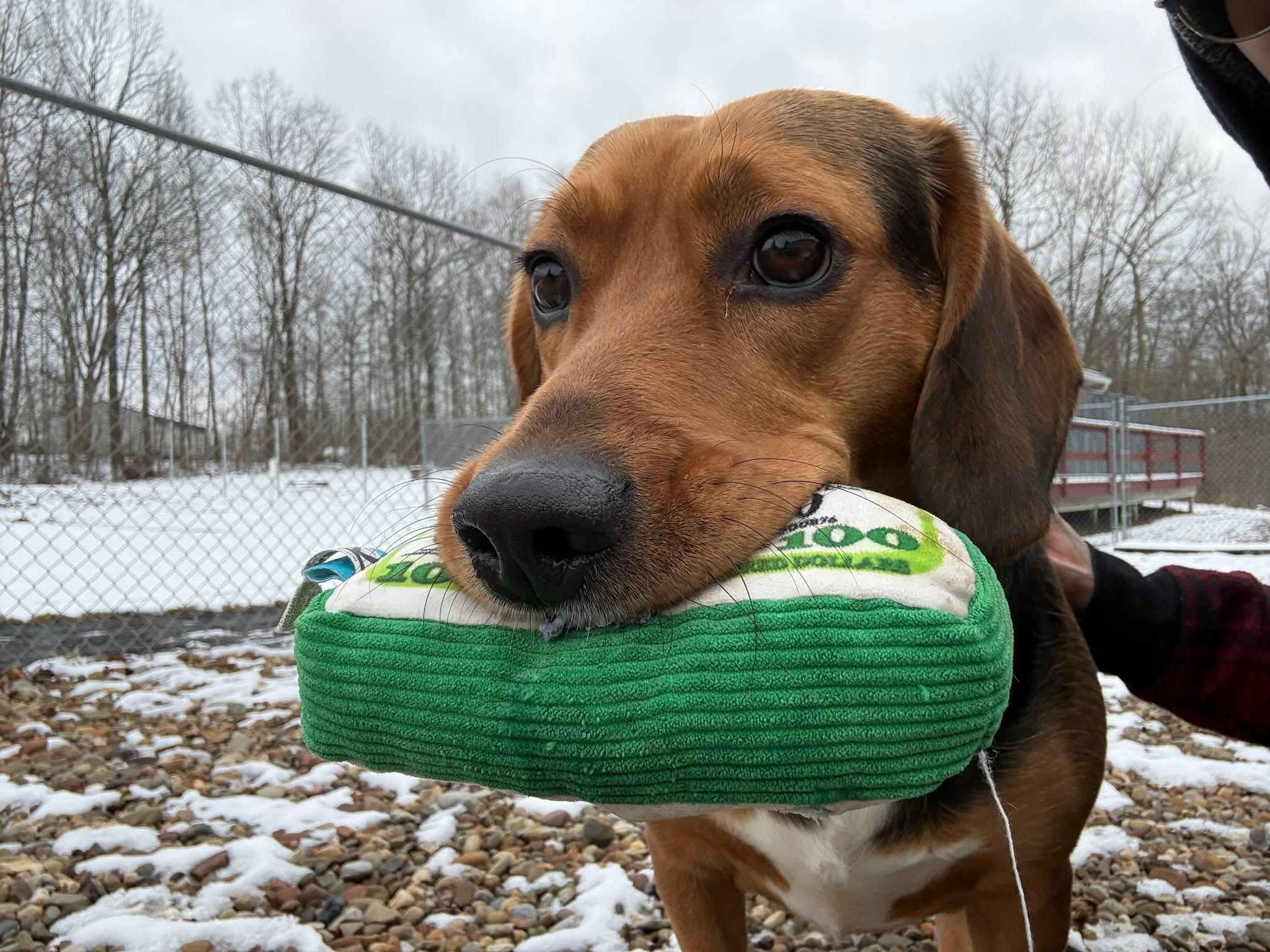 Enlarge Scrappy, a ADOPTABLE mixed breed in North Olmsted, OH image 2/5
