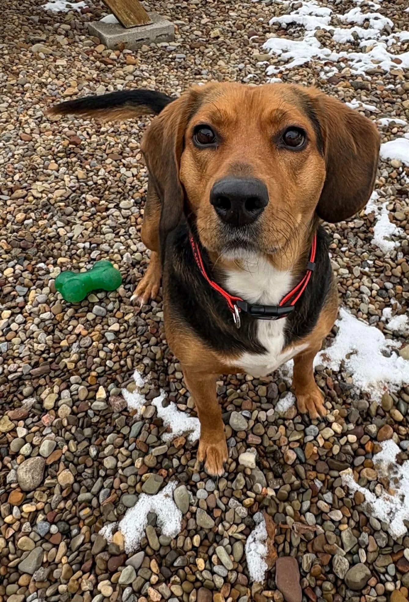 Enlarge Scrappy, a ADOPTABLE mixed breed in North Olmsted, OH image 1/5