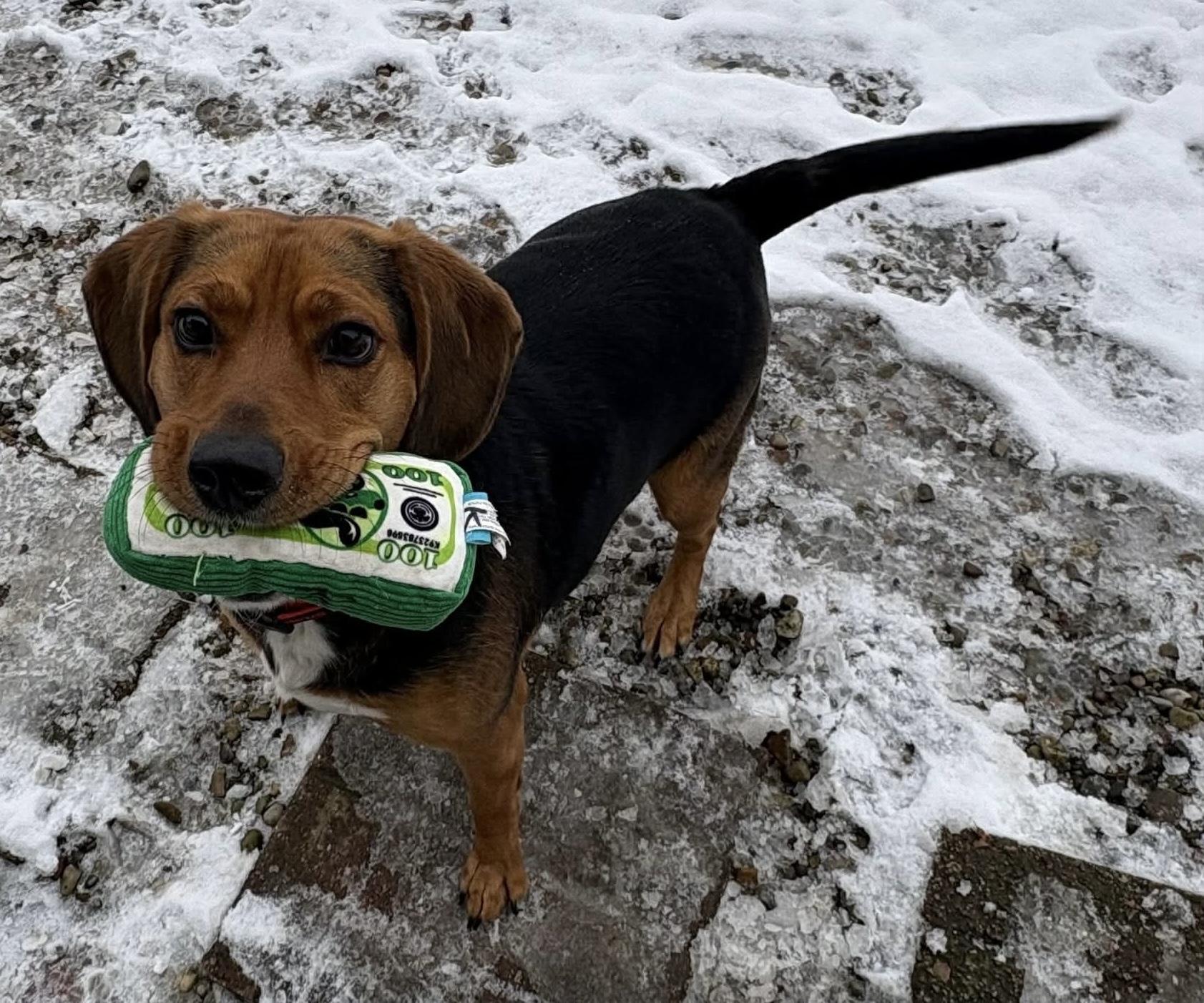 Enlarge Scrappy, a ADOPTABLE mixed breed in North Olmsted, OH image 5/5