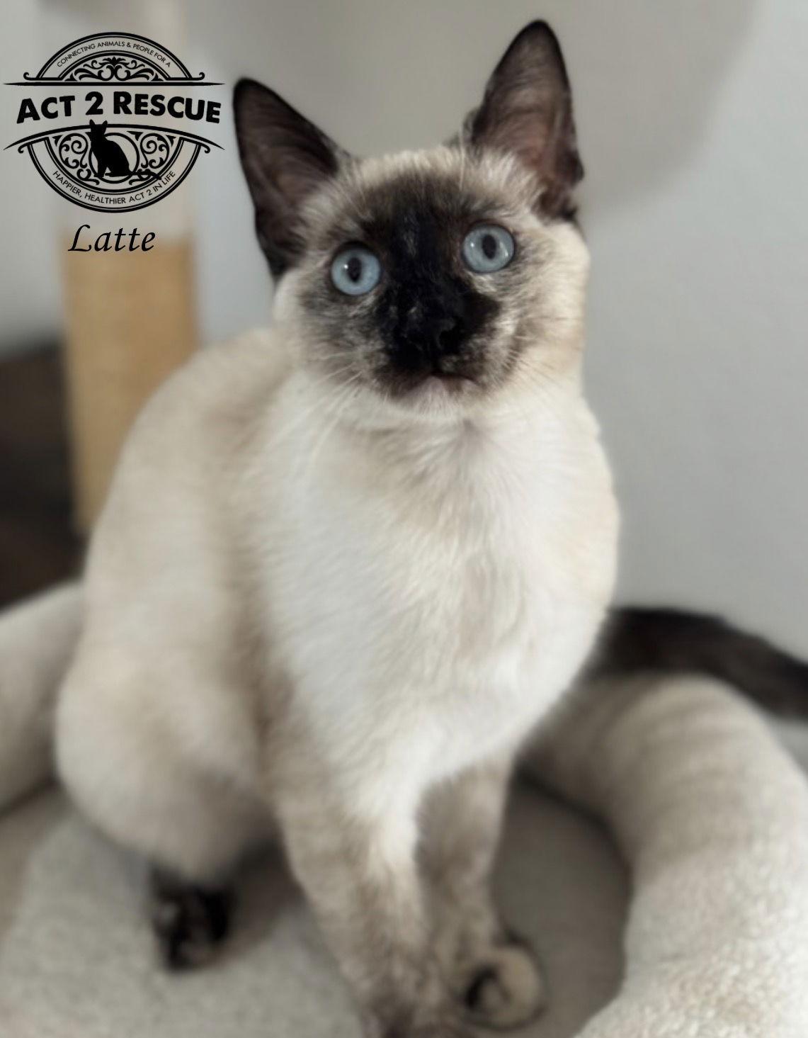 Latte — thumbnail 2