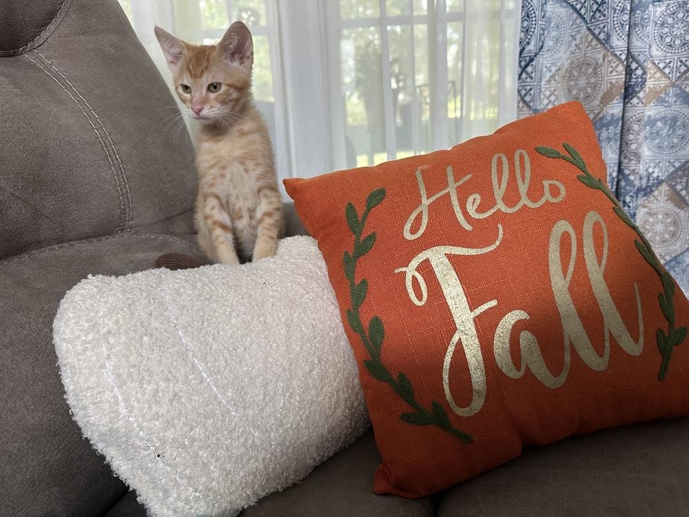 Enlarge Orange Crush, a Adoptable mixed breed in Wilmington, NC image 1/5