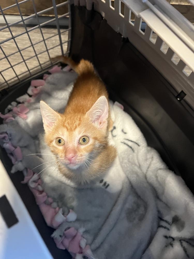 Enlarge Orange Crush, a Adoptable mixed breed in Wilmington, NC image 3/5