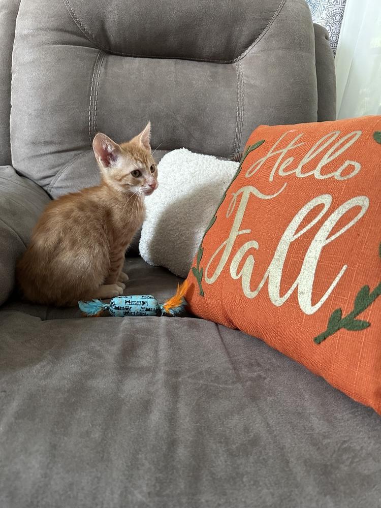 Enlarge Orange Crush, a Adoptable mixed breed in Wilmington, NC image 4/5