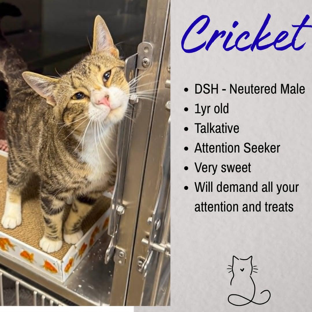 Cricket, adopted, Adult Male Domestic Short Hair.