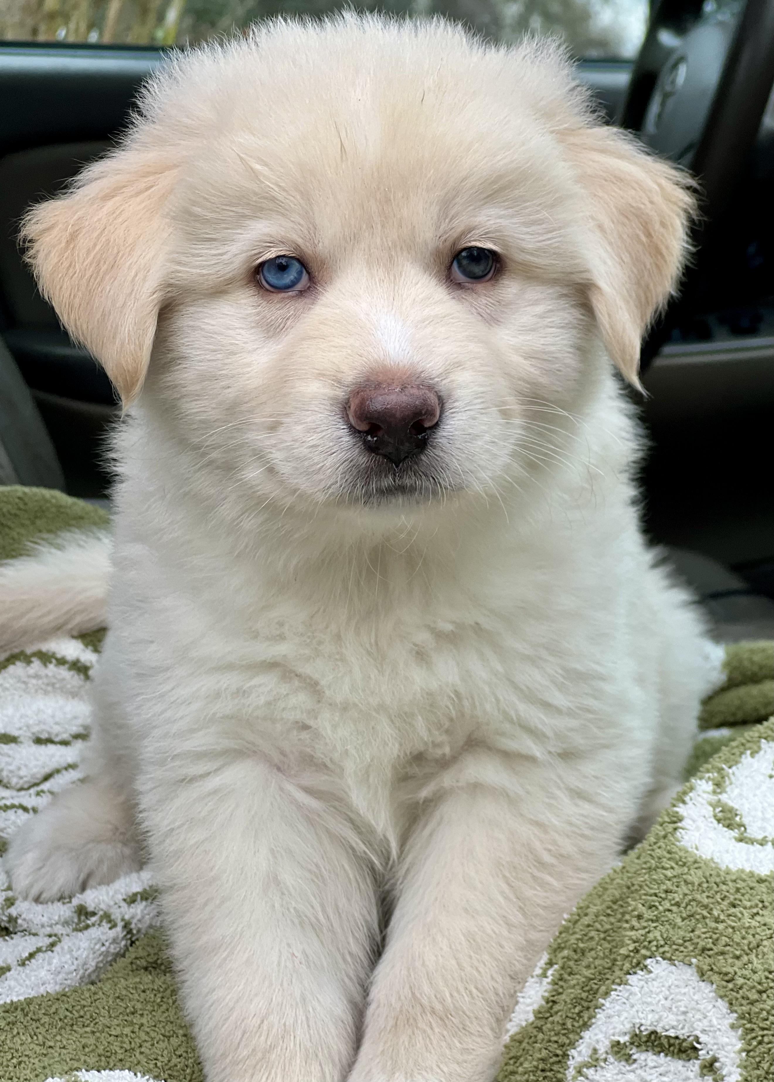 Enlarge Moose, a ADOPTABLE mixed breed in Mt Pleasant, SC image 6/6