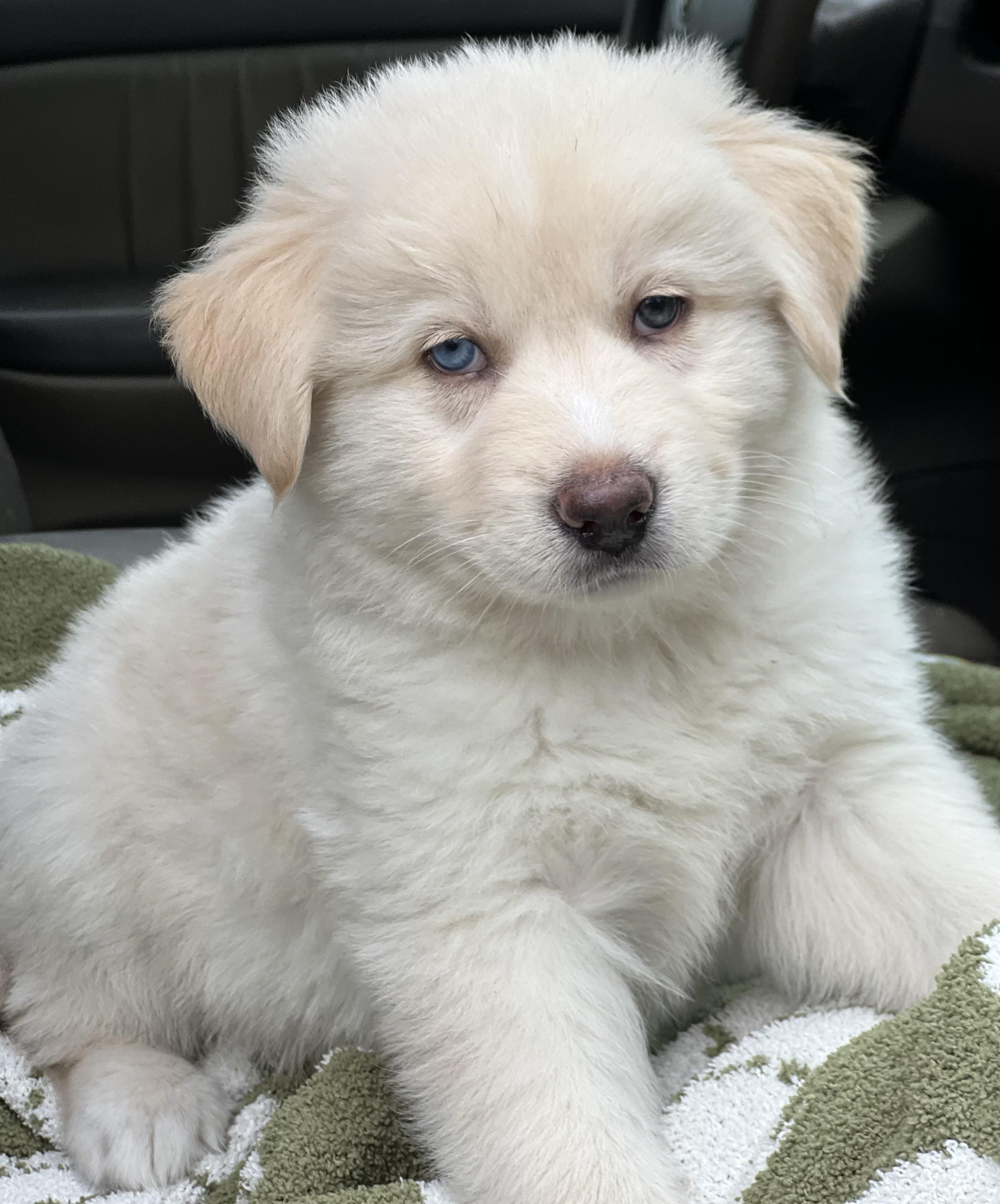 Enlarge Moose, a ADOPTABLE mixed breed in Mt Pleasant, SC image 3/6