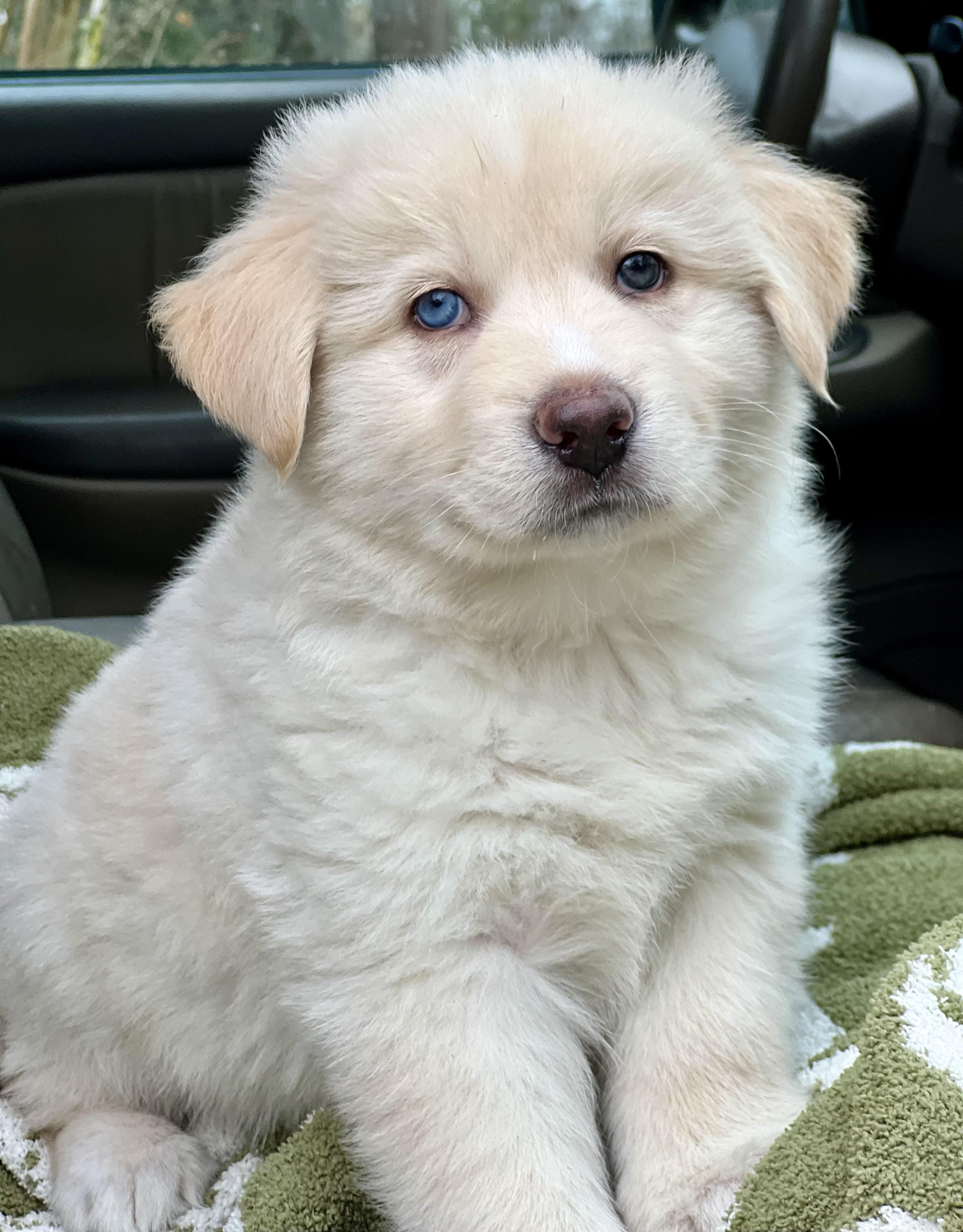 Enlarge Moose, a ADOPTABLE mixed breed in Mt Pleasant, SC image 1/6