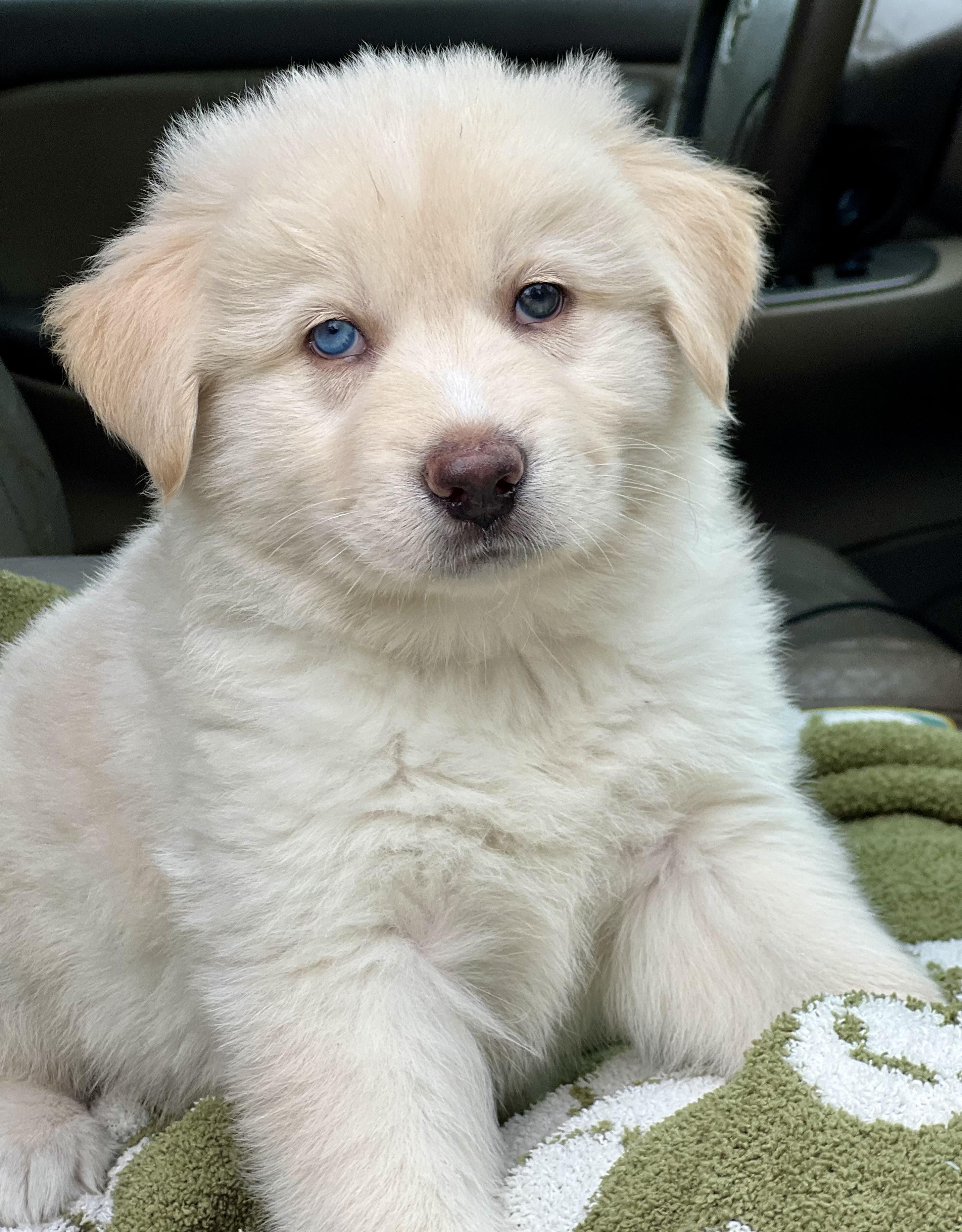 Enlarge Moose, a ADOPTABLE mixed breed in Mt Pleasant, SC image 5/6