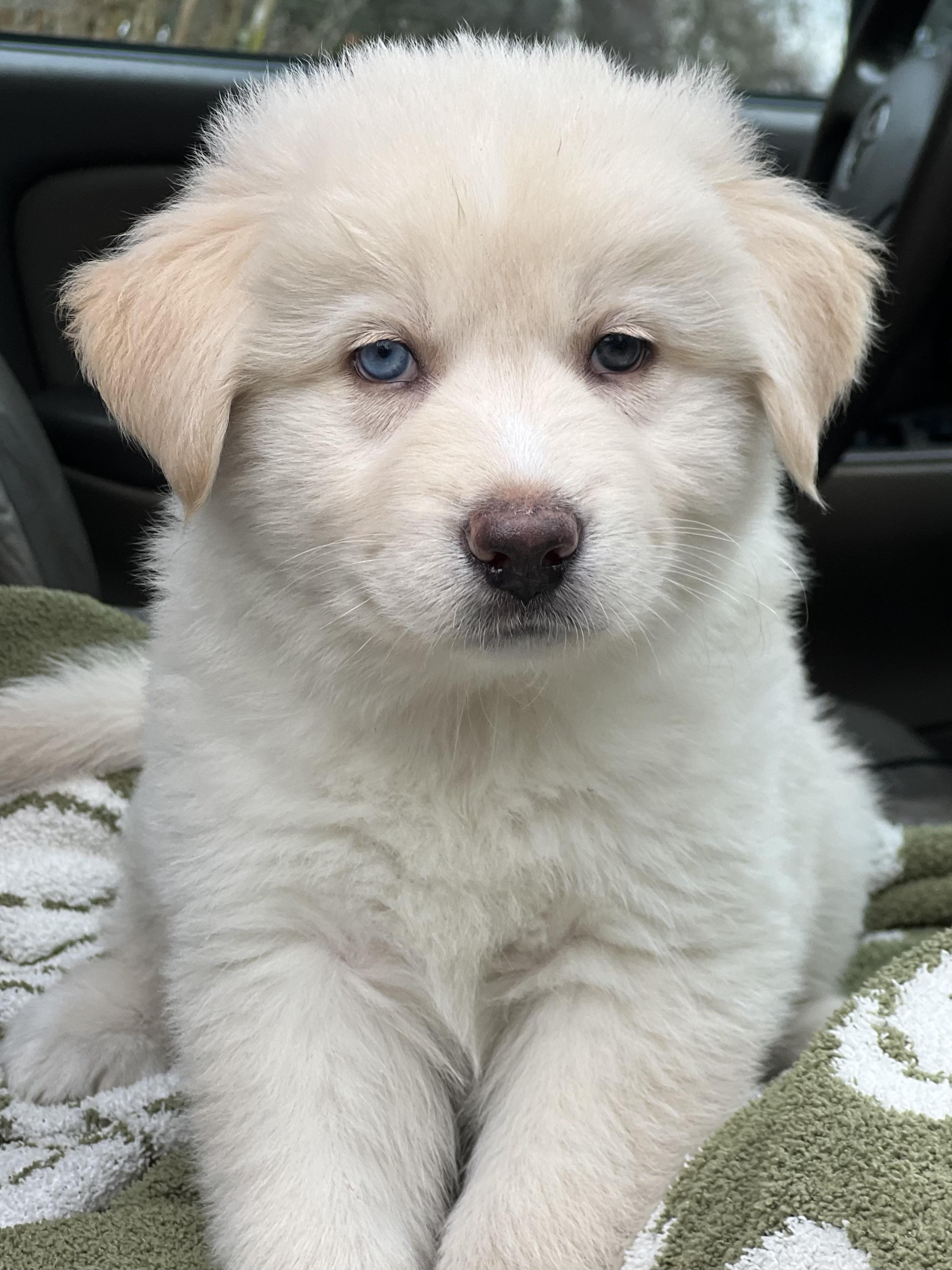 Enlarge Moose, a ADOPTABLE mixed breed in Mt Pleasant, SC image 4/6