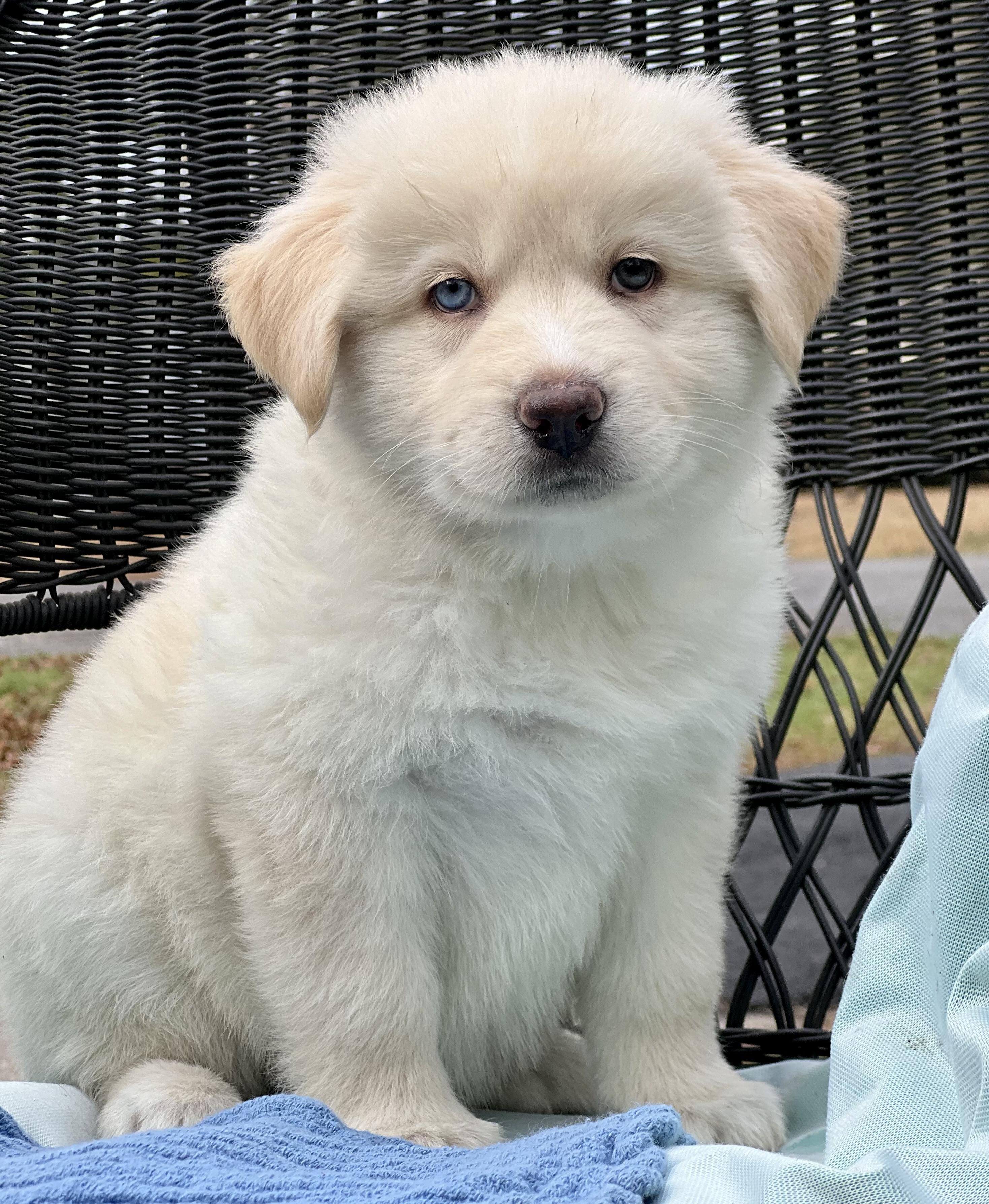 Enlarge Moose, a ADOPTABLE mixed breed in Mt Pleasant, SC image 2/6