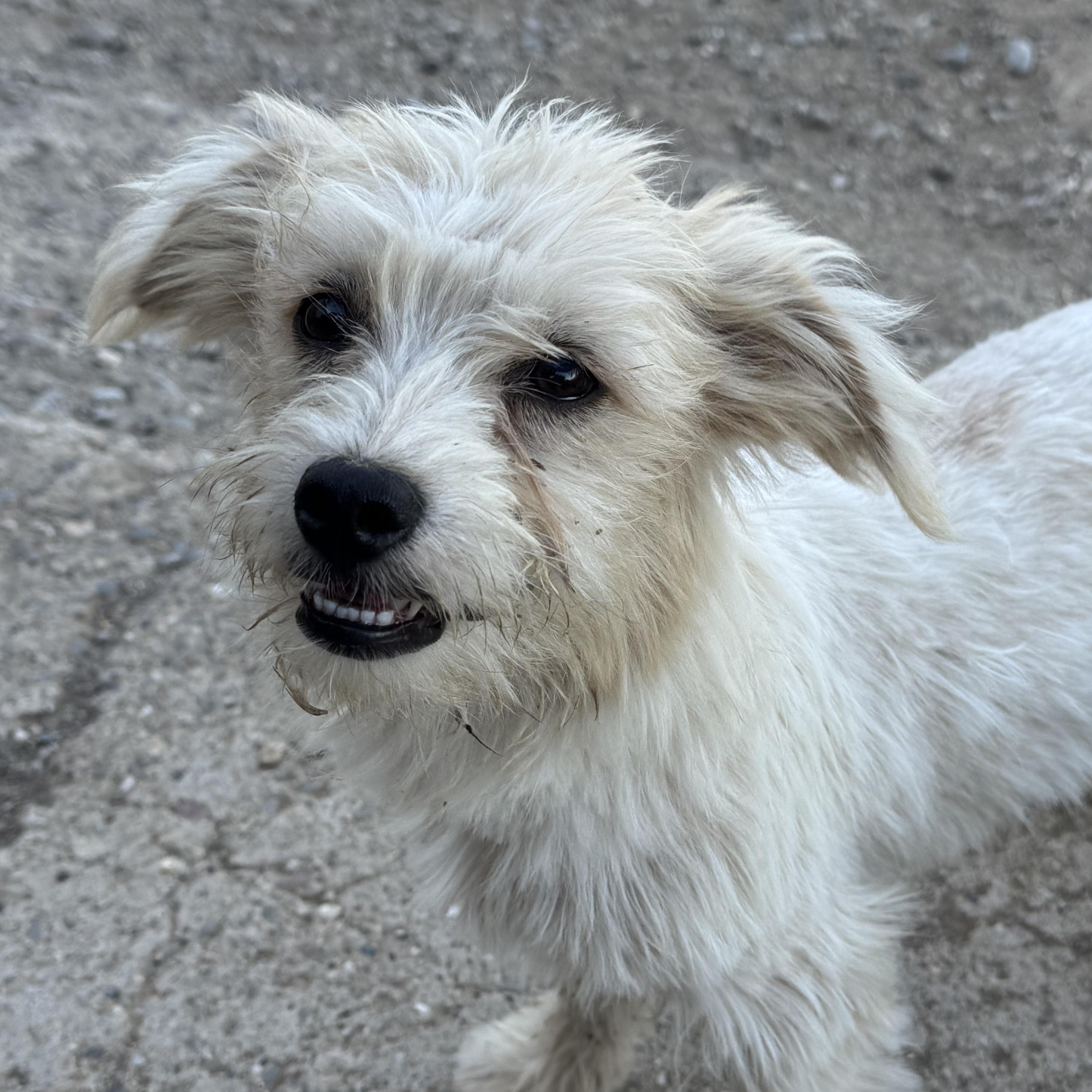 Enlarge Ms. Snow Flake Sparkle, a Adopted mixed breed in Vancouver, BC image 2/6