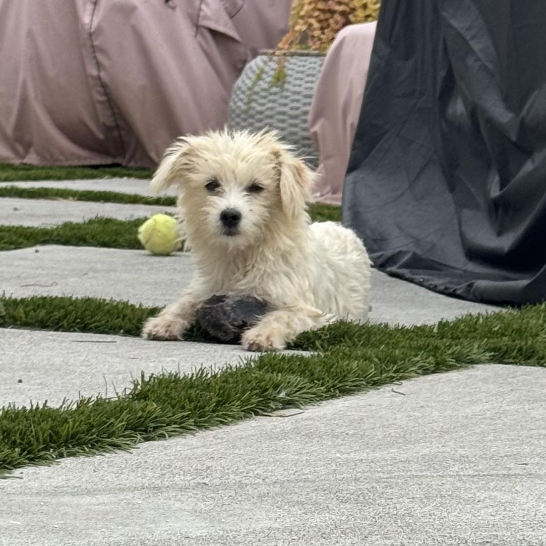 Enlarge Ms. Snow Flake Sparkle, a Adopted mixed breed in Vancouver, BC image 4/6