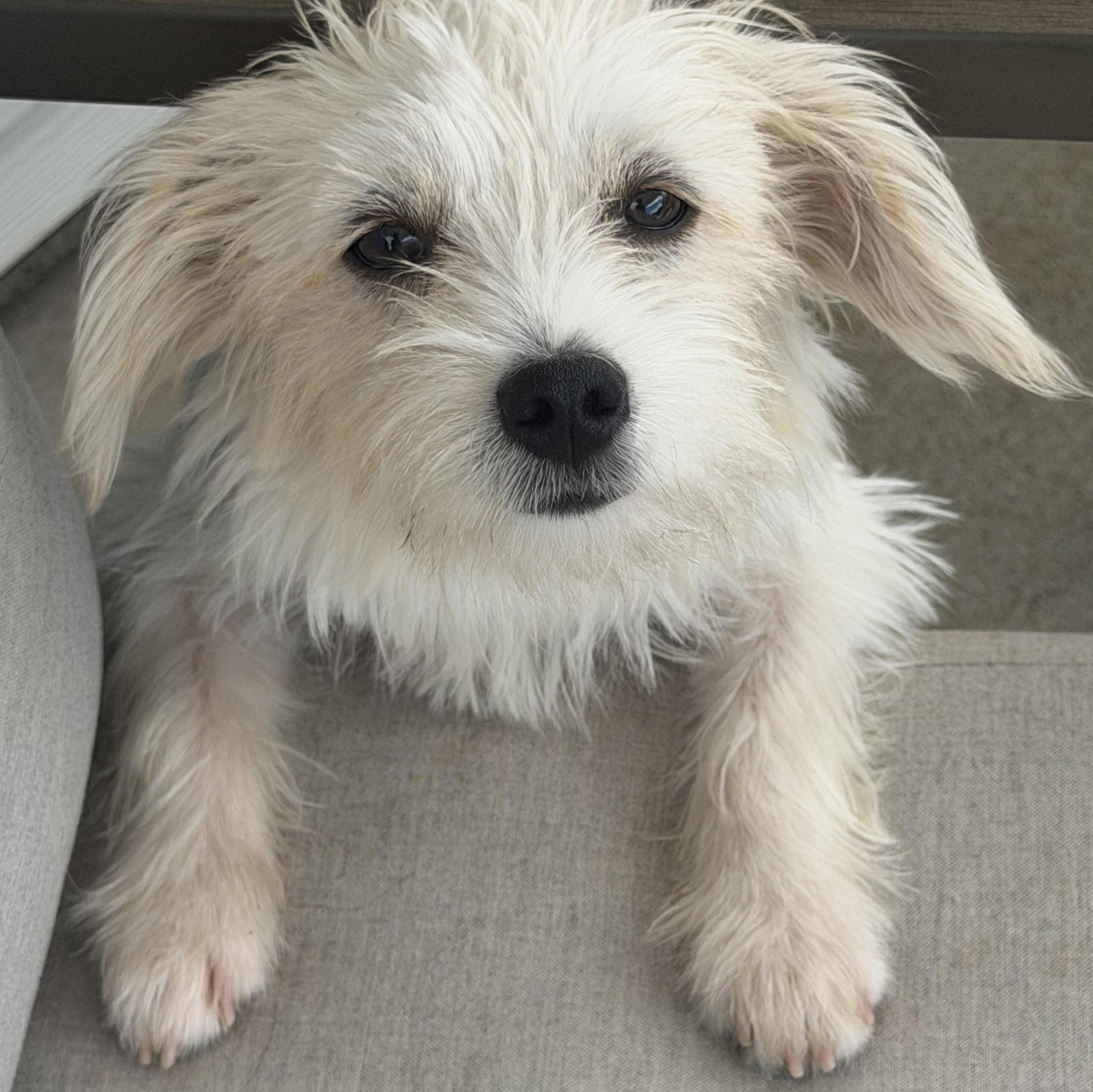 Enlarge Ms. Snow Flake Sparkle, a Adopted mixed breed in Vancouver, BC image 1/6