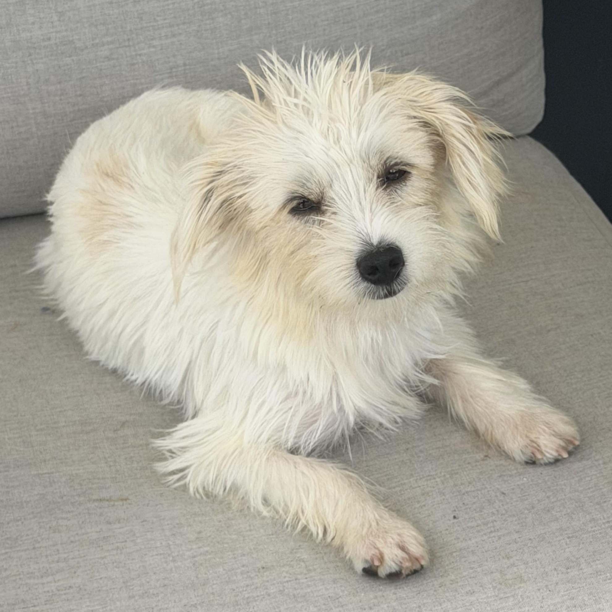 Enlarge Ms. Snow Flake Sparkle, a Adopted mixed breed in Vancouver, BC image 6/6