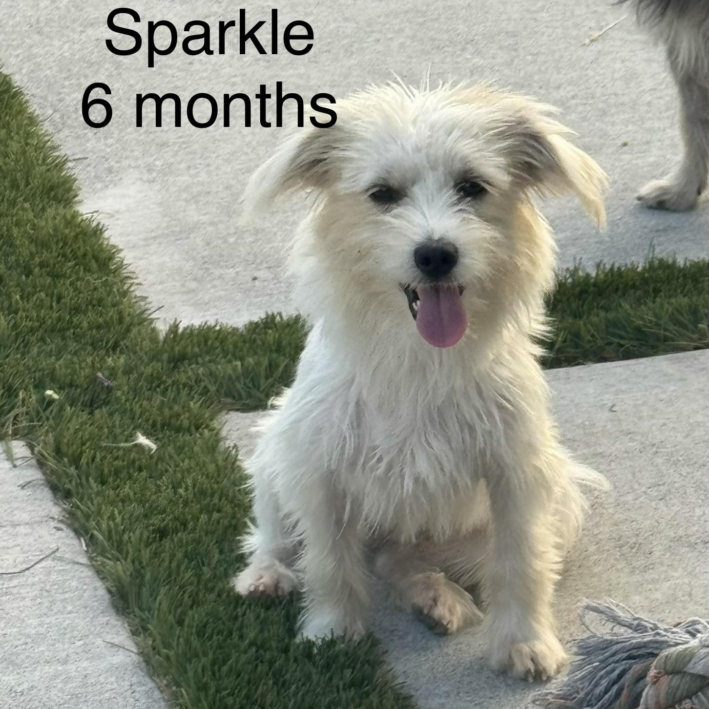 Enlarge Ms. Snow Flake Sparkle, a Adopted mixed breed in Vancouver, BC image 3/6
