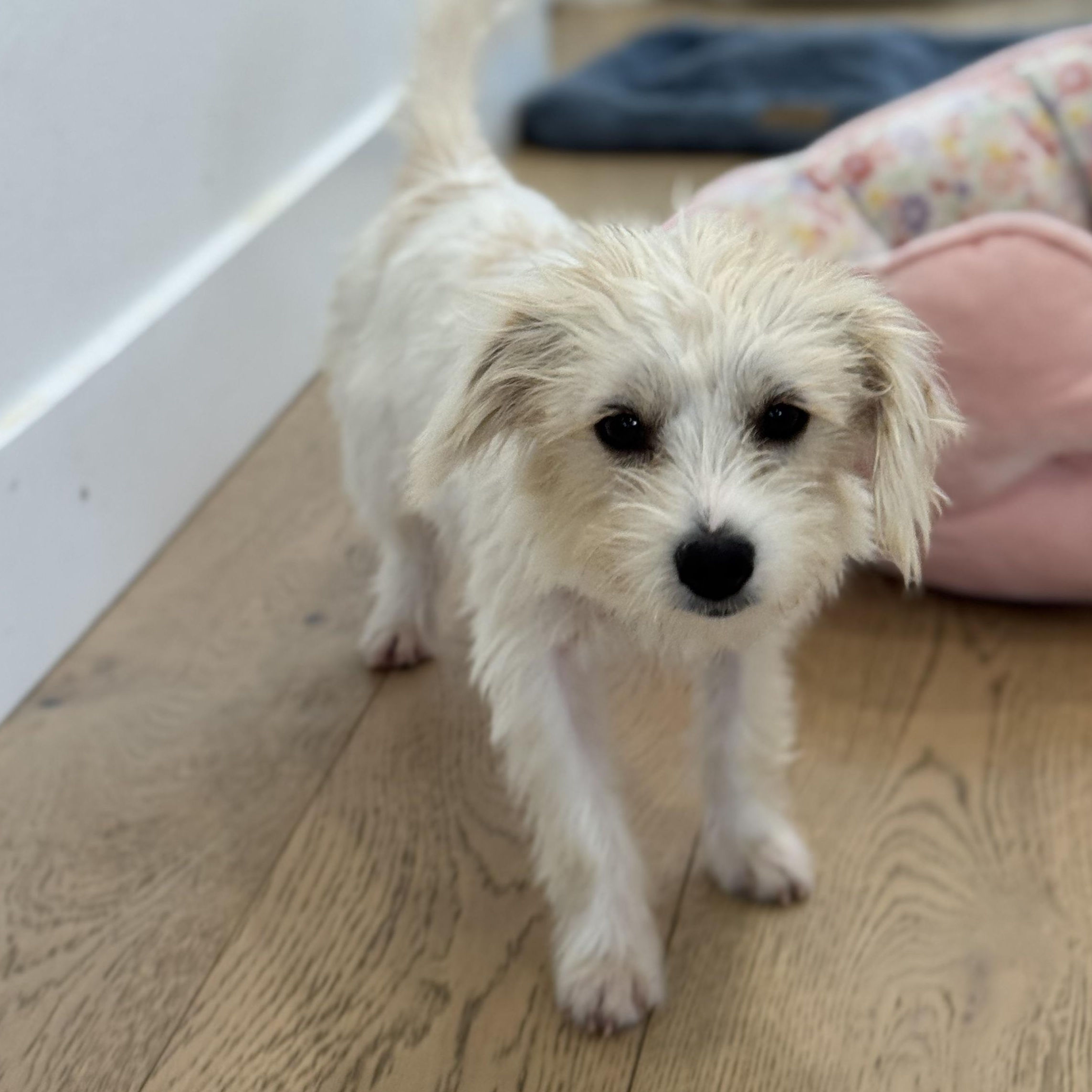 Enlarge Ms. Snow Flake Sparkle, a Adopted mixed breed in Vancouver, BC image 5/6