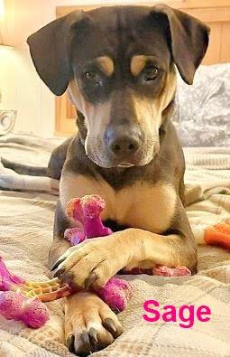 Sage, Adopted, Young Female Black and Tan Coonhound.