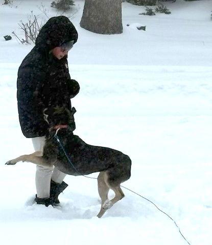 Enlarge Sage, a Adopted Black and Tan Coonhound in Mount Laurel, NJ image 2/2