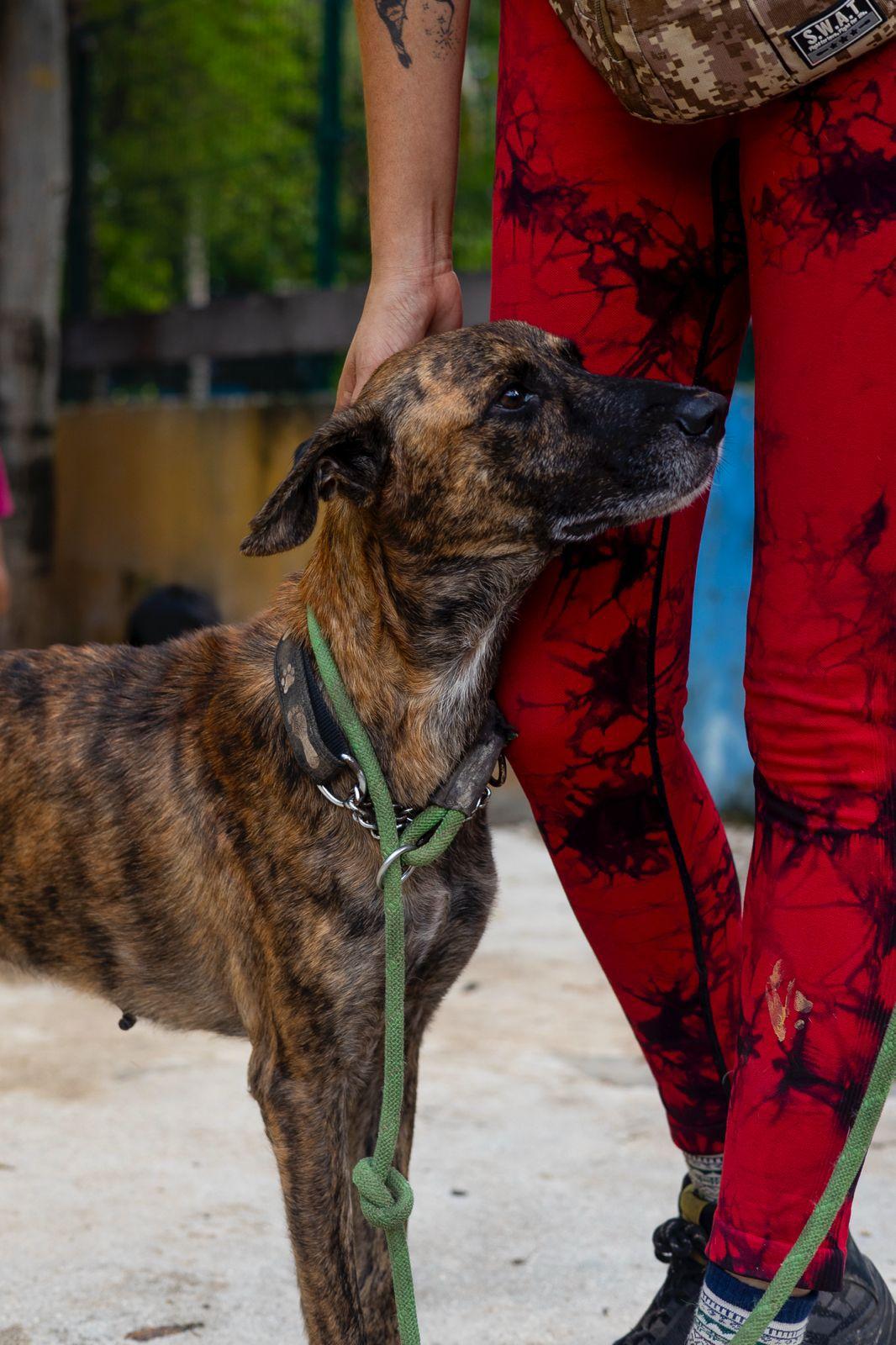 Jonas, Adoptable, Adult Male Whippet & Coonhound.