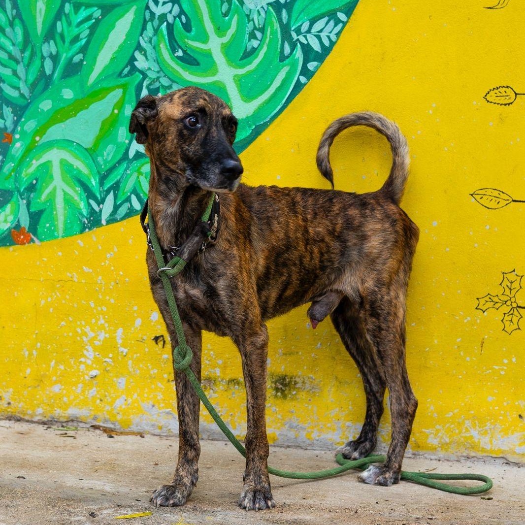 Enlarge Jonas, a Adoptable mixed breed in New York, NY image 2/6