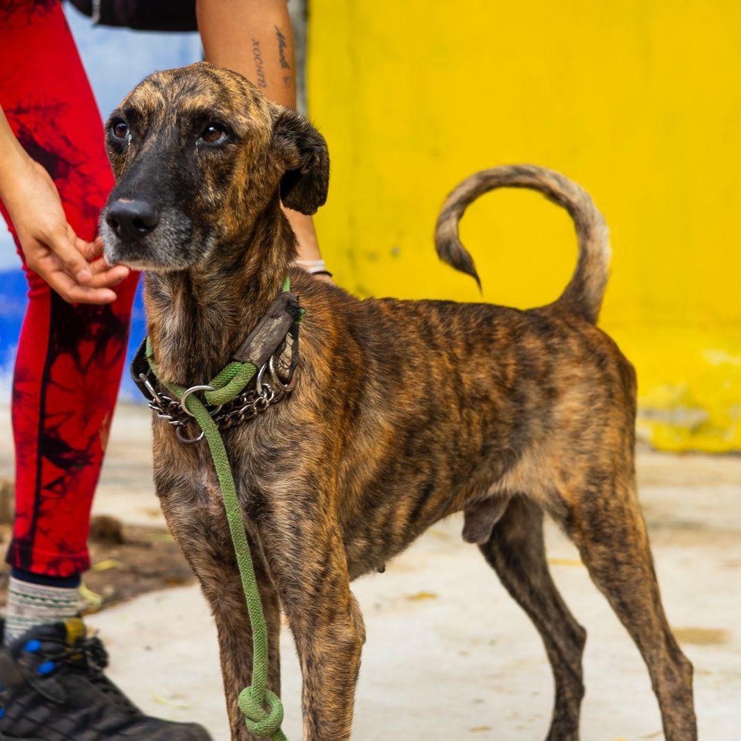 Enlarge Jonas, a Adoptable mixed breed in New York, NY image 3/6