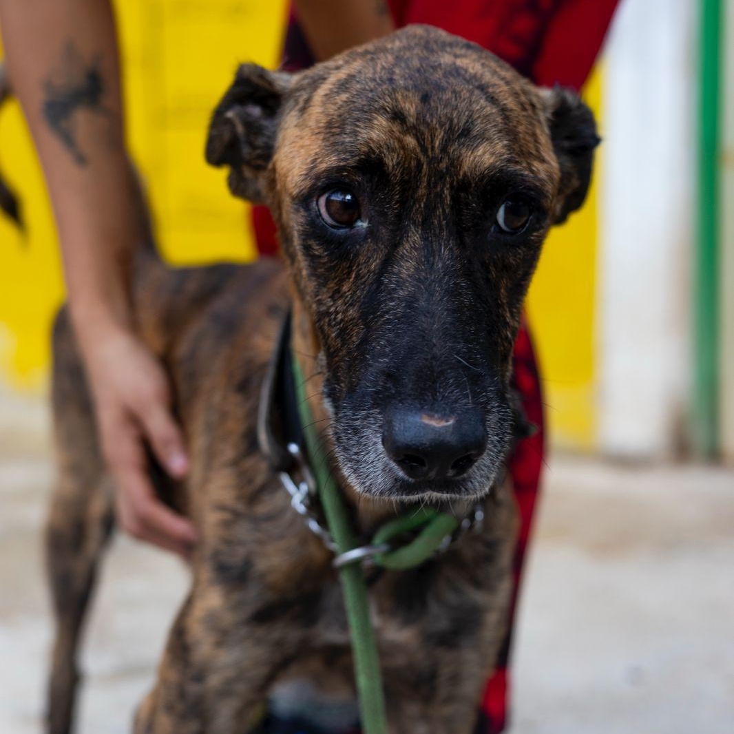 Enlarge Jonas, a Adoptable mixed breed in New York, NY image 4/6