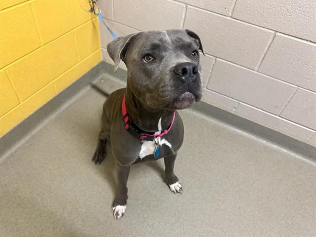 Enlarge LUCY, a Adoptable Pit Bull Terrier in Colorado Springs, CO image 1/1