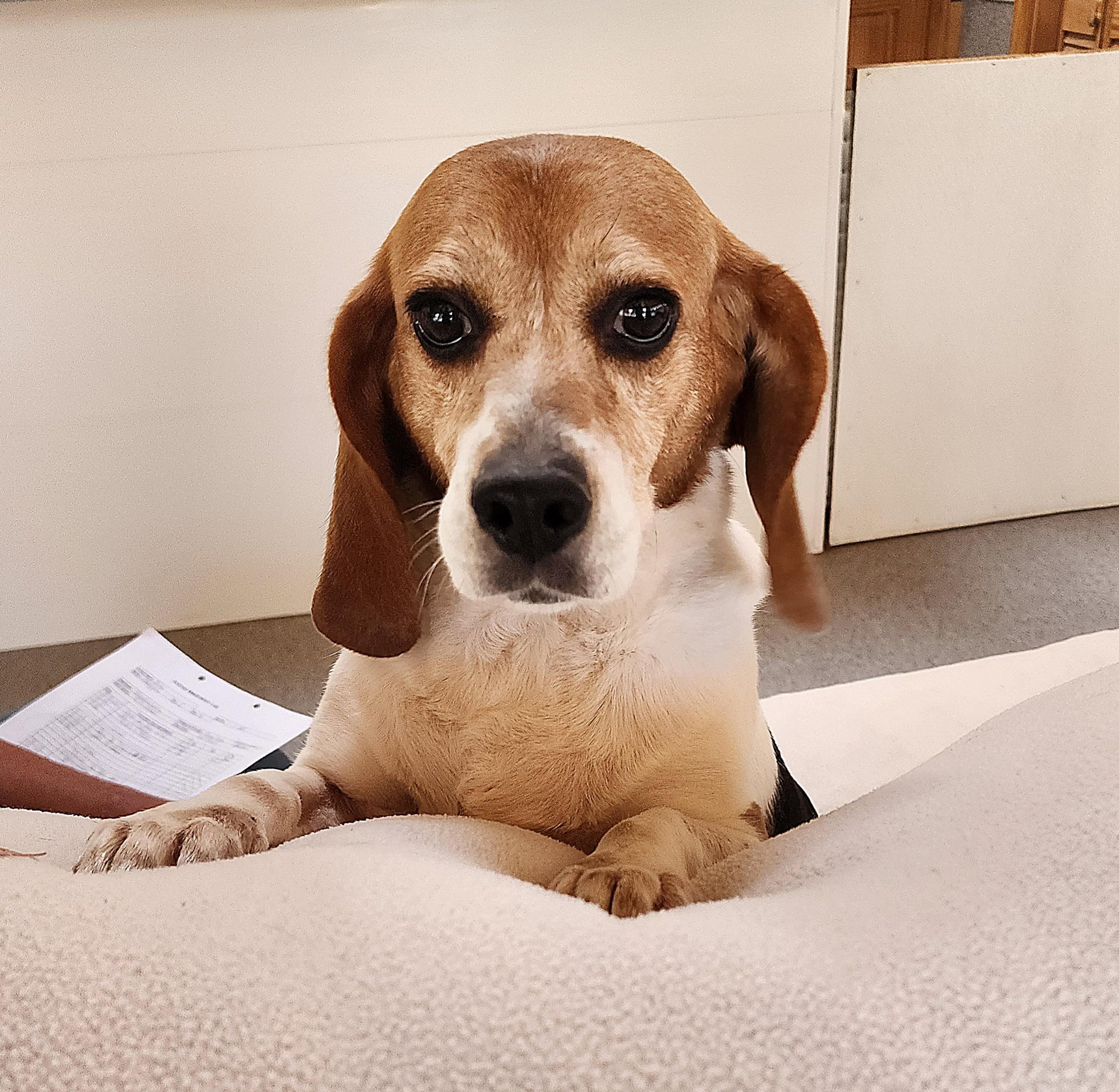 Acadia, an adoptable Beagle in Hartville, WY, 82215 | Photo Image 1
