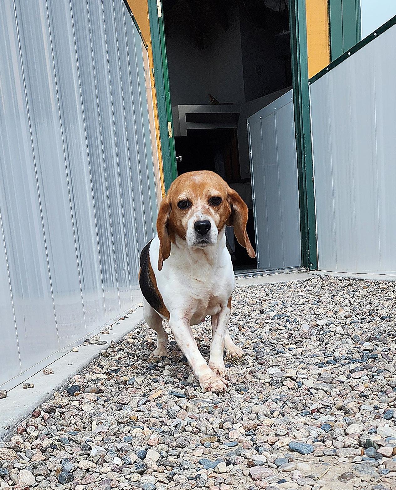 Acadia, an adoptable Beagle in Hartville, WY, 82215 | Photo Image 2