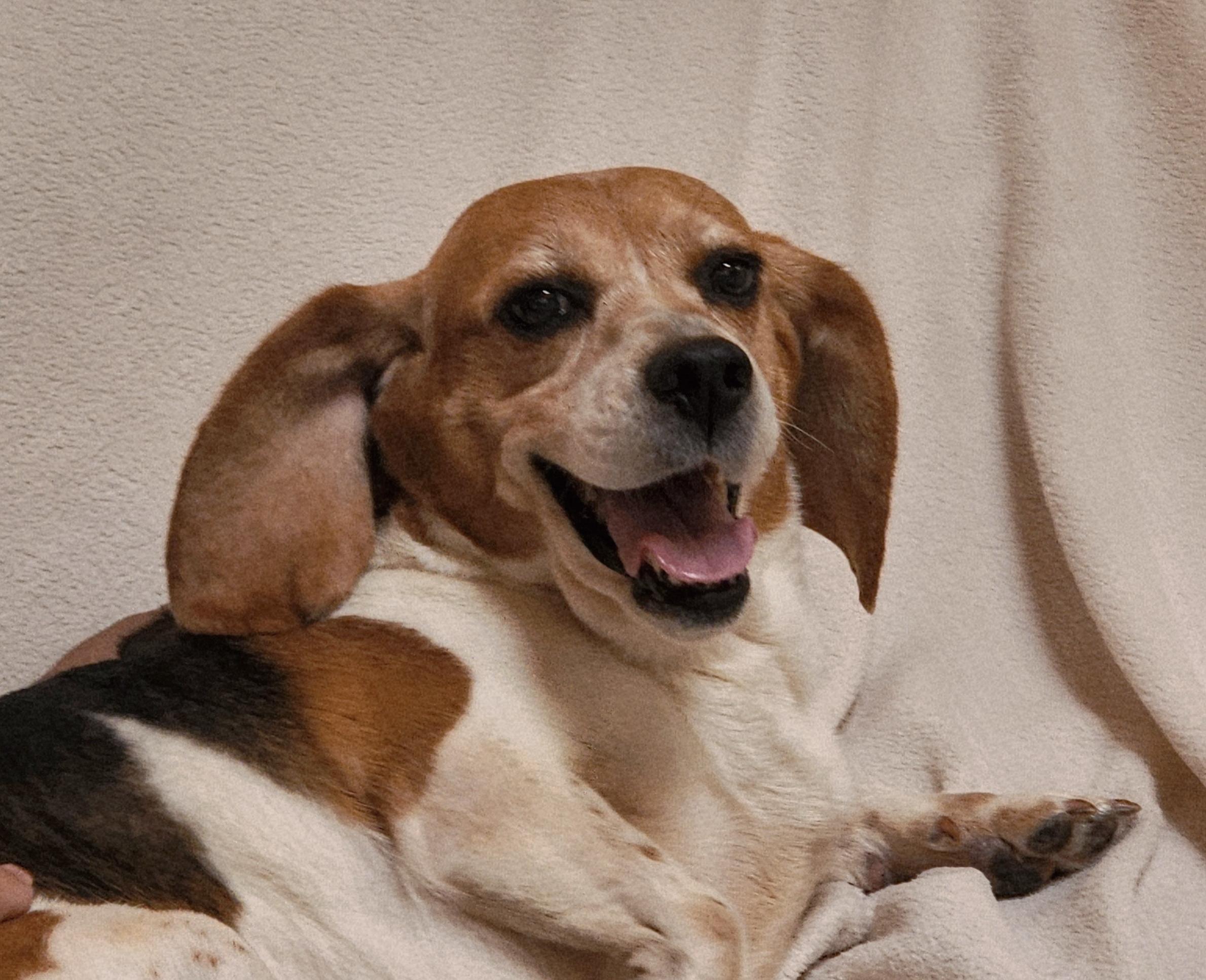 Acadia, an adoptable Beagle in Hartville, WY, 82215 | Photo Image 3