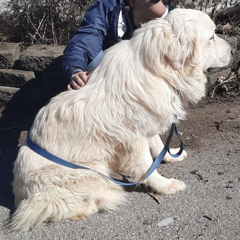 Enlarge Big Bob - New to rescue - Foster Needed, a ADOPTABLE Great Pyrenees in Indianapolis, IN image 6/6