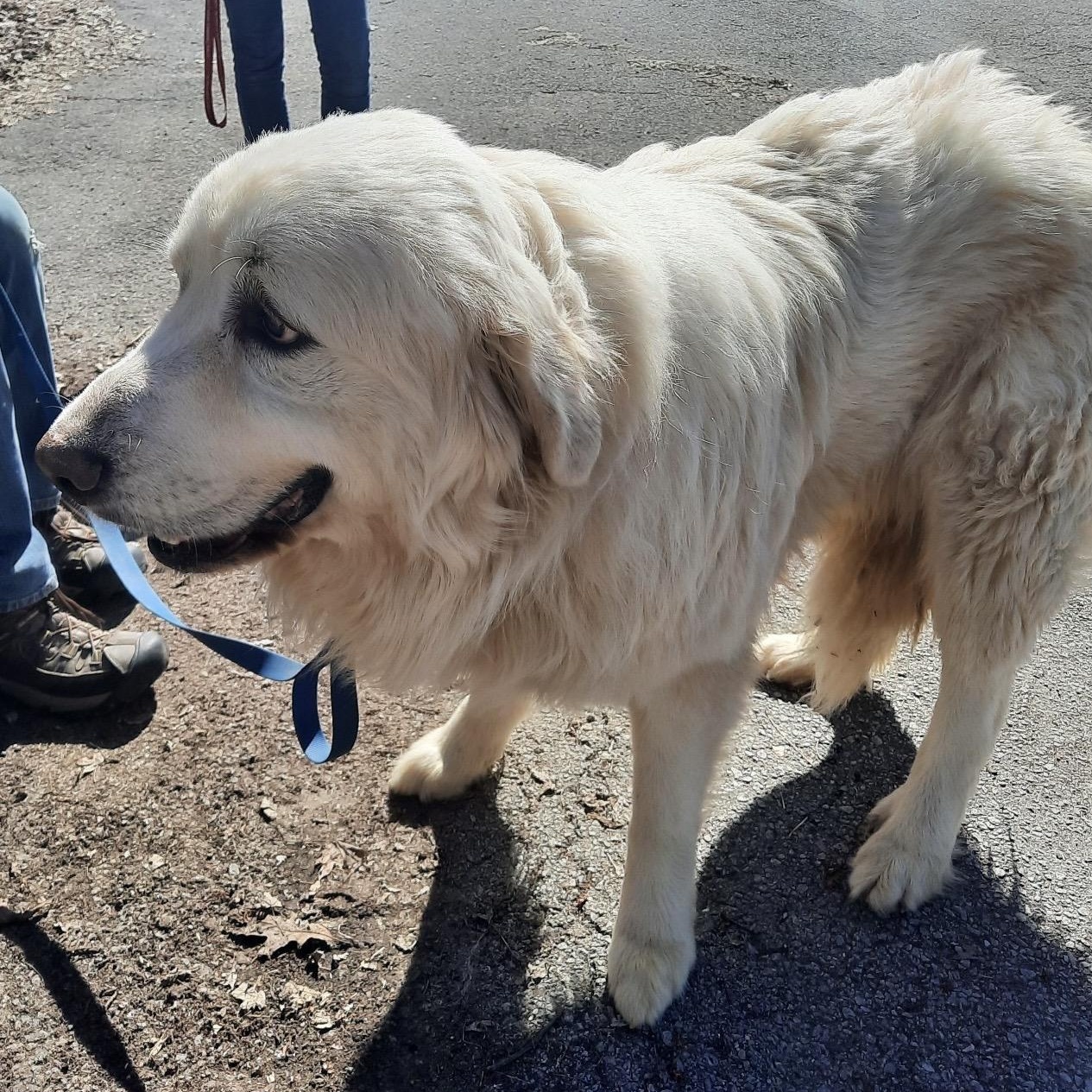 Big Bob - New to rescue - Foster Needed — thumbnail 2